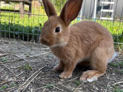 Bild 5:Zwergkaninchen abzugeben - 8 Wochen alt