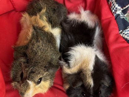 Meerschweinchen
