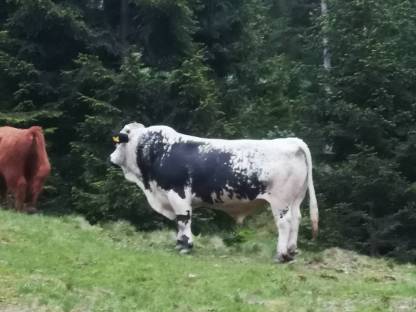 PSS Stier Ural