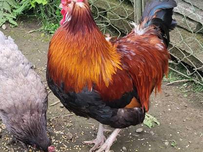Sulmtaler Hahn