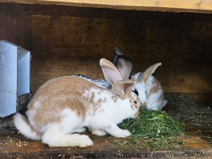 Bild 2:Verkaufe schöne Fleischhasen