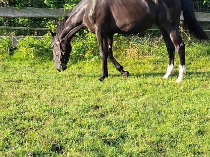 Wunderschöne SW-Stute Polnische Warmblut Stute Schlesier 2 Jahre