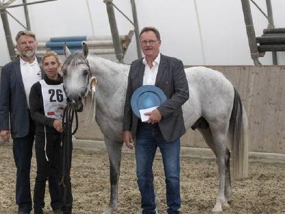 Bild 5:Zuchthengst mit überdurchschnittlichen Grundgangarten Kuhailan Zaid-906