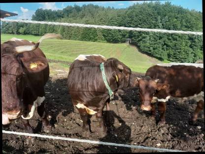 Bild 5:Bio Pinzgauer Rinder reinrassig