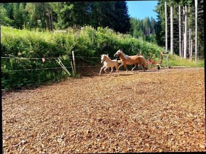 Bild 5:Haflinger Hengstfohlen