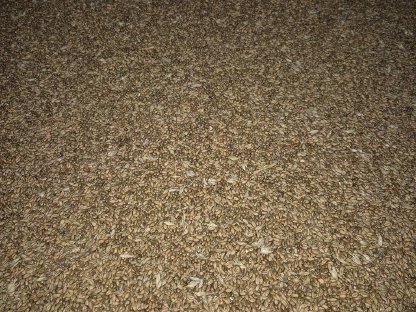 Futterweizen