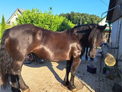 Noriker Stute