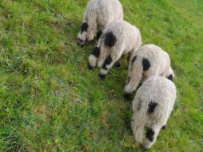 Bild 2:Walliser Schwarznasenschafe