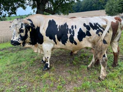 Pustertaler Sprinzen Stiere