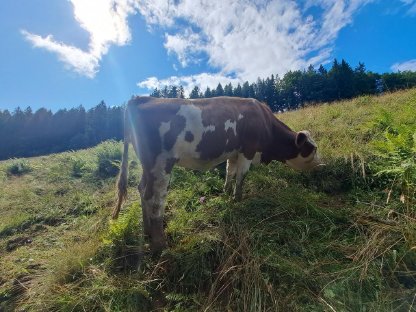 Bio Zuchtkalbinnen zu verkaufen