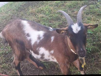 Bild 2:Steirische Gebirgsschecken