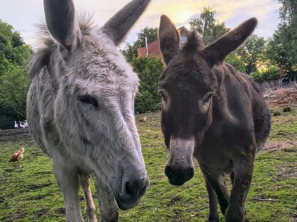 Bild 2:Wir suchen Getreide, Heu- und Strohspenden