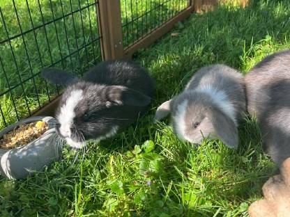 Zwergwidder/Mini Lop