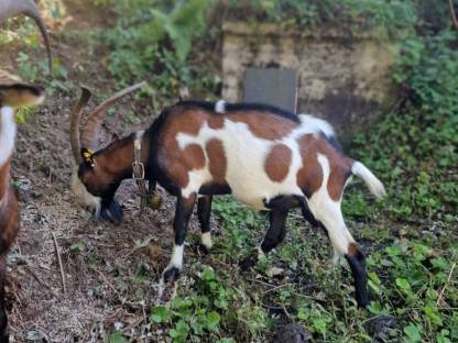 Bild 4:Joker Tauernscheck Bock