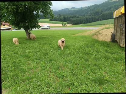 Bild 3:Walliser Schwarznasenschafe Auen und Widder