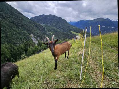 Ziegen