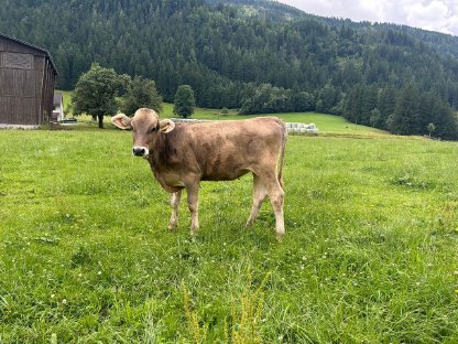Bild 2:Bio Braunvieh Jungkalbin