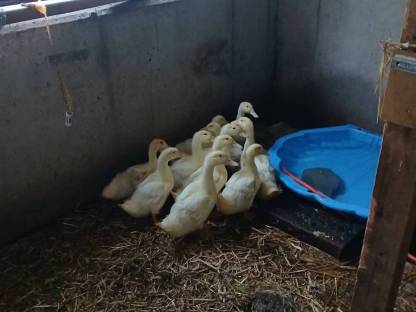 Enten