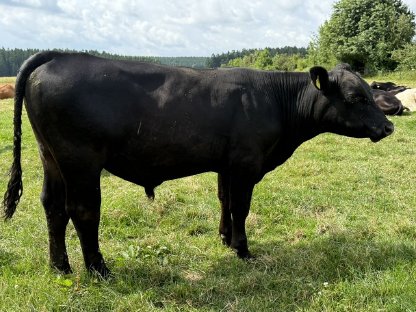 Bild 7:Aberdeen-Angus Zuchtstier, Bio