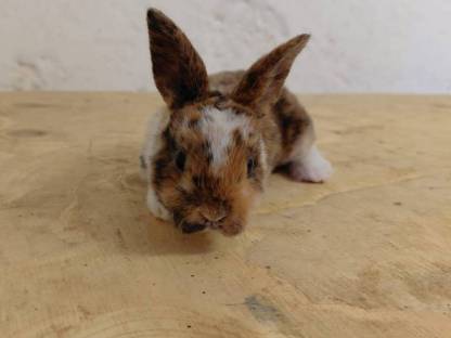 Bild 4:Mini Rex Hasen