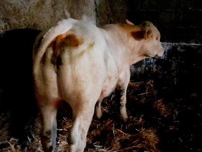 Charolais Stier