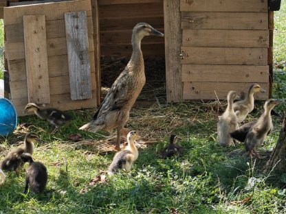 Bild 8:Laufenten, Schneckensammler