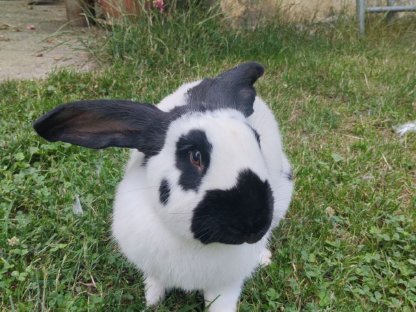 Bild 2:Reinrassiger Riesenschecke Rammler