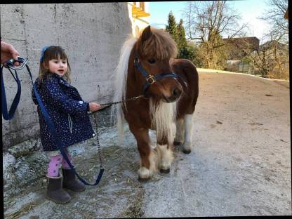 Shetlandpony Wallach