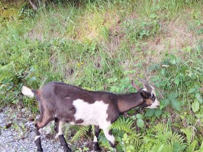 Bild 5:Tauernscheckenkitz