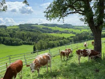 Kalbinnen suchen Aufzuchtbetrieb