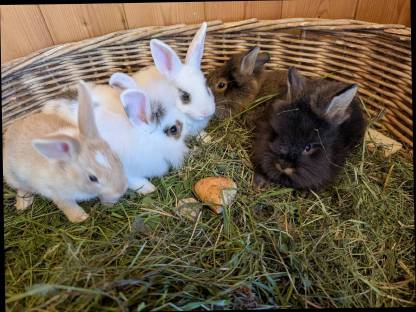 Bild 7:Löwenkopf Zwergkaninchen in allen Farben