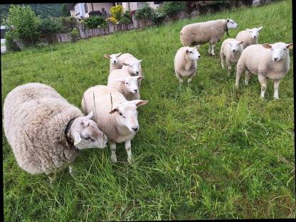 Bild 2:Texel Bock / Widder