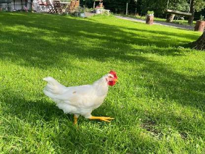 Bild 4:2 junge Mischlingshähne zu verschenken