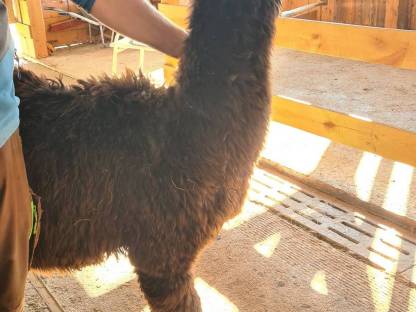 Bild 3:Alpaka Stute Suri