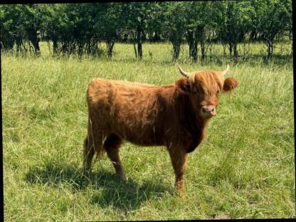 Bild 2:Highland-Rinder (Färsen), 1-5 Jahre, teils trächtig