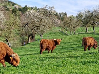 Hochlandrind Kuh mit Stierkalb zu verkaufen
