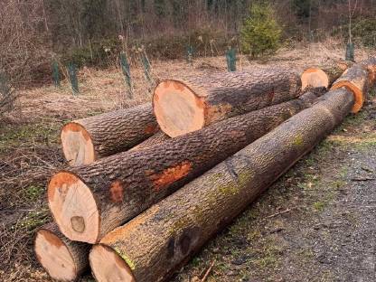 Bild 2:Brennholz und Forstarbeiten