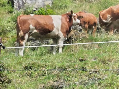 Bio Fleckvieh Sprungstier gen. hornlos