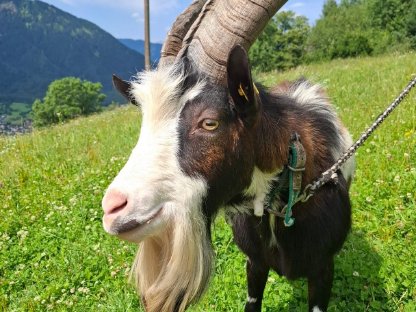 Bild 4:Tauernscheckenbock Grisu 1b zu verkaufen