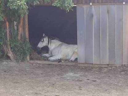 Bild 6:Pferdeeinstellplatz