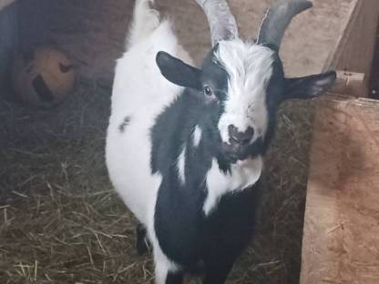 Bild 2:Verkaufe Mini-Zwergziegenbock