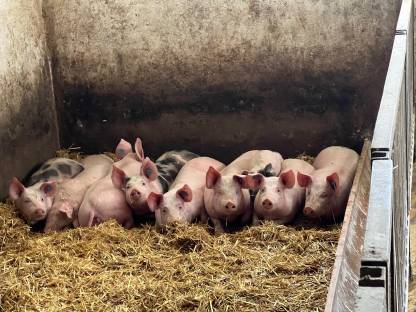 Schweine