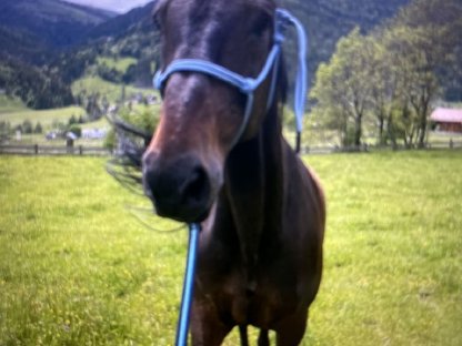 Bild 2:Warmblut-Wallach