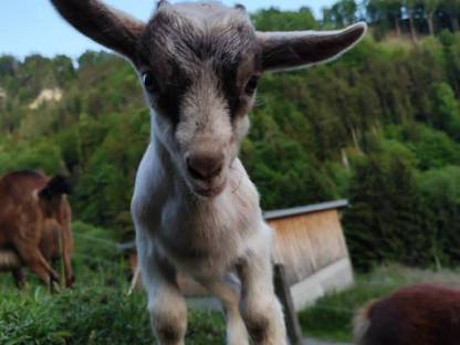 Bild 2:Zahmer junger Ziegenbock