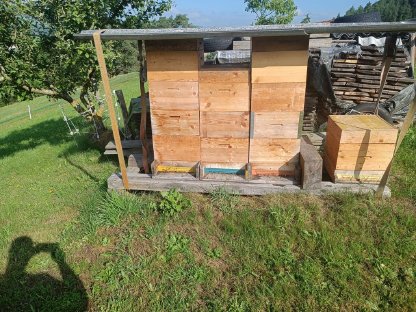 Bild 2:Carnica Bienenvölker