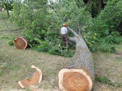 Bild 3:Ulmen Rüster Bloche