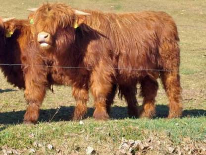 Hochlandrind Stier (Zuchtstier) BIO
