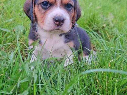 Beagle Welpen