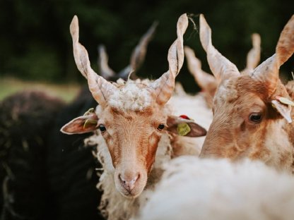 Ungarisches Zackelschaf - Lämmer, Jungwidder, Altschafe