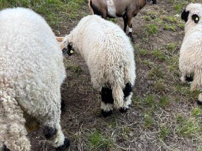 Bild 5:Walliser Schwarznasenschafe